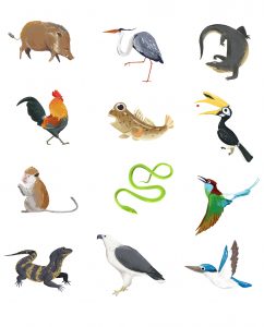 Animals of Ubin