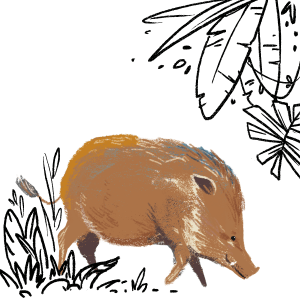 Animals of Ubin